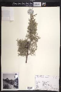 Cupressus arizonica image