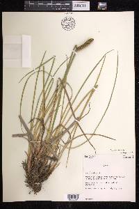 Acorus calamus image