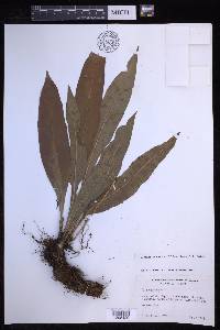 Elaphoglossum latifolium image