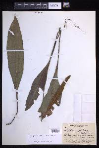 Elaphoglossum papillosum image