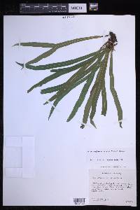 Elaphoglossum eximium image