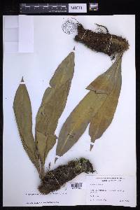 Elaphoglossum latifolium image