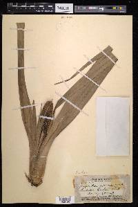 Freycinetia arborea image