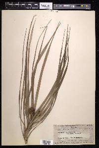Freycinetia hombronii image