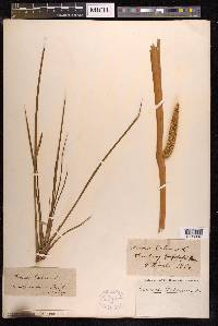 Acorus calamus image