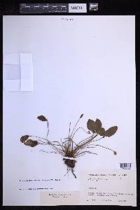 Elaphoglossum lindenii image