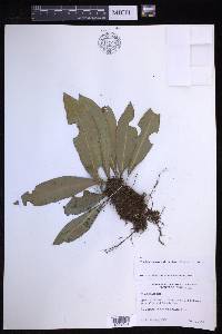 Elaphoglossum latifolium image