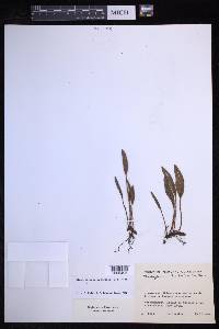 Elaphoglossum mathewsii image