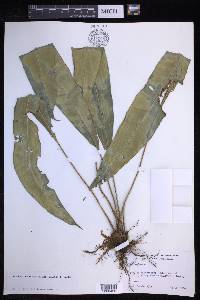 Elaphoglossum latifolium image