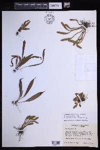 Elaphoglossum hieracioides image
