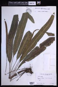 Elaphoglossum furfuraceum image