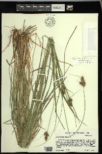 Carex bushii image