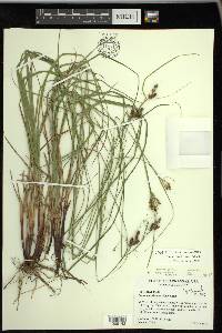 Carex caroliniana image