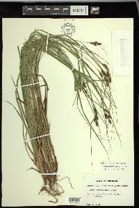 Carex caroliniana image