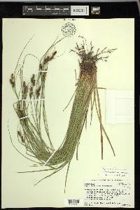 Carex caroliniana image