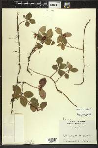 Gaultheria procumbens image