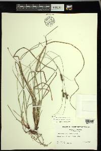 Carex complanata image