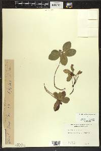 Gaultheria procumbens image