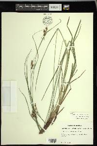 Carex caroliniana image