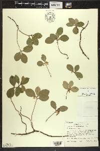 Gaultheria procumbens image