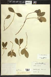 Gaultheria procumbens image