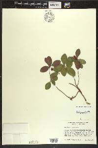 Gaultheria procumbens image