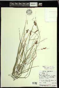 Carex caroliniana image