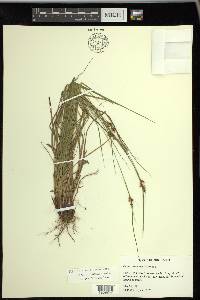 Carex caroliniana image