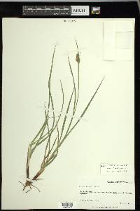 Carex bushii image