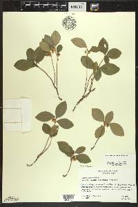 Gaultheria procumbens image