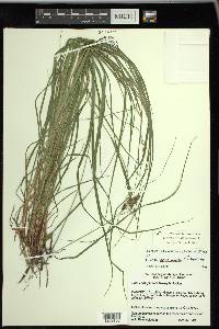 Carex caroliniana image