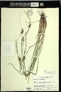 Carex caroliniana image