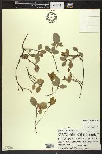 Gaultheria procumbens image