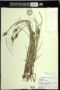 Carex caroliniana image