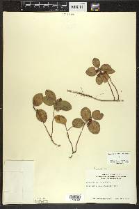 Gaultheria procumbens image