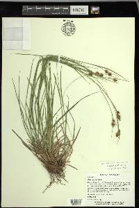 Carex bushii image