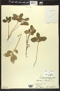 Gaultheria procumbens image