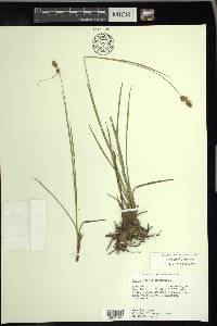 Carex bushii image