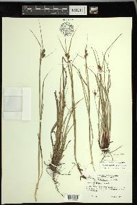 Carex caroliniana image