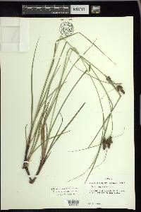 Carex complanata image