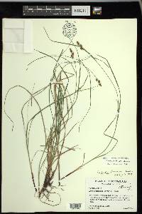 Carex caroliniana image