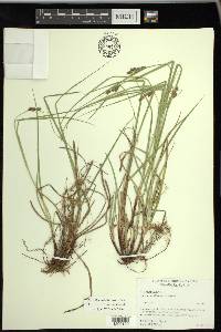 Carex caroliniana image