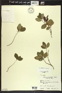 Gaultheria procumbens image