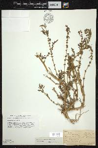 Amaranthus tuberculatus image