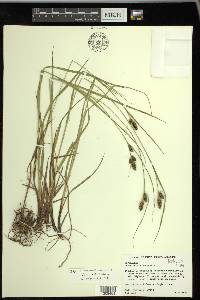 Carex bushii image