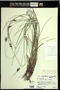 Carex complanata image