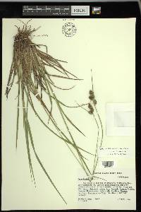 Carex bushii image