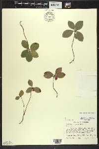 Gaultheria procumbens image