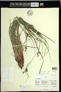 Carex caroliniana image