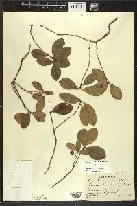 Gaultheria procumbens image